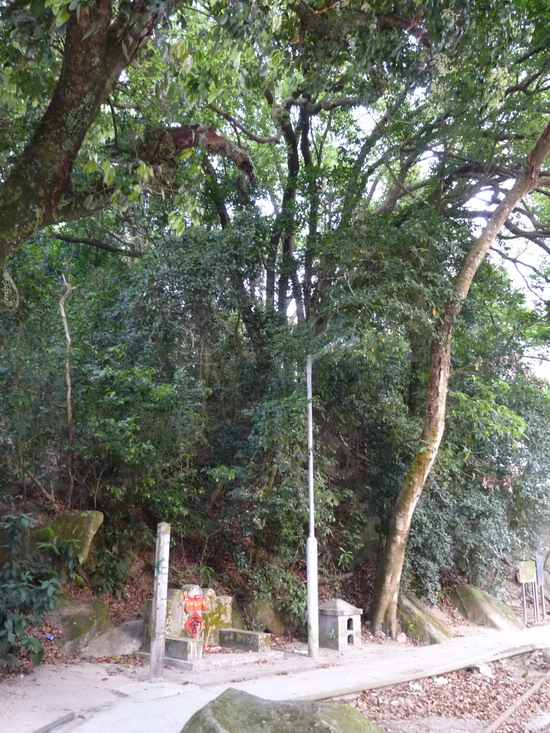 伯公树之 大水坑,百子千孙树-樟树       granduncle trees       "