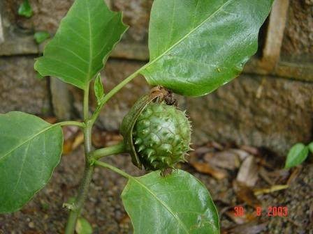 白花 曼陀罗