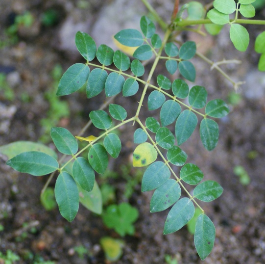 树名 刺果苏木,大托叶云实 学名 caesalpinia bonduc (l.) roxb.